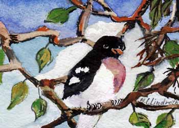 "Rose Breasted Grosbeak, New Spring Arrival" by Mary Lou Lindroth, Rockton IL -  Watercolor, SOLD